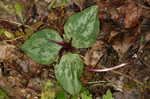 Decumbent trillium